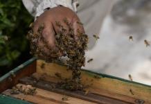 El Heroico Rescate de Abejas en Lima por Alfredo Santiago