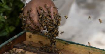 El Heroico Rescate de Abejas en Lima por Alfredo Santiago