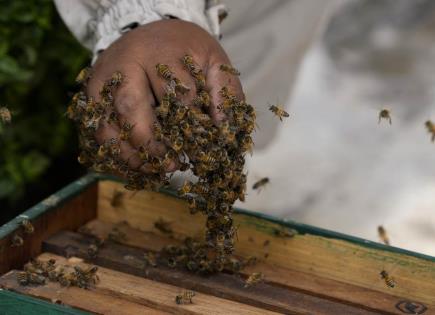 El Heroico Rescate de Abejas en Lima por Alfredo Santiago