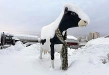 Impacto de las nevadas y bajas temperaturas en EEUU