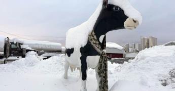 Impacto de las nevadas y bajas temperaturas en EEUU