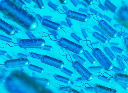 Estudio sobre Microviridae y su impacto en la adicción a la comida