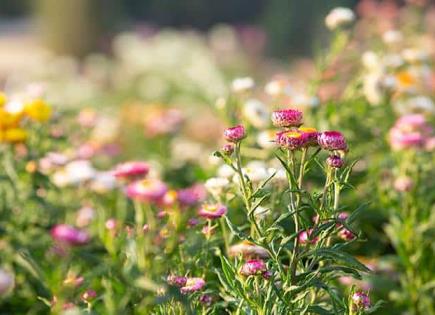 Flores en Bélgica tienen sustancias prohibidas y dañinas