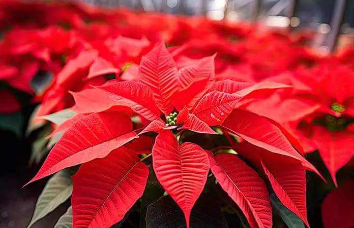 Consejos para cuidar y trasplantar tu flor de nochebuena