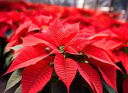 Celebración del Día Nacional de la Flor de Nochebuena en México