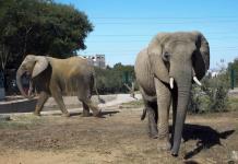 Tragedia en Zimbabue: Elefantes mueren por sequía