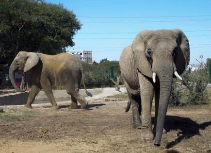 Tragedia en Zimbabue: Elefantes mueren por sequía