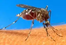 Reducción significativa de casos de dengue en Yucatán Reducción significativa de casos de dengue en Yucatán