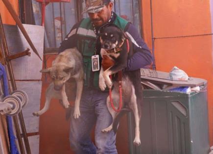 Rescatan a perritas encerradas en vivienda asegura por FGE