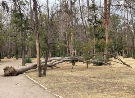 Ordenó juez a Seduvop no derribar un solo árbol de Morales