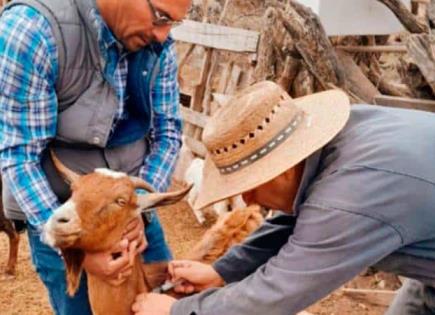 Vacunarán los ovinos y caprinos contra brucelosis