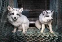 Impacto de activistas en granjas peleteras y comercio de pieles