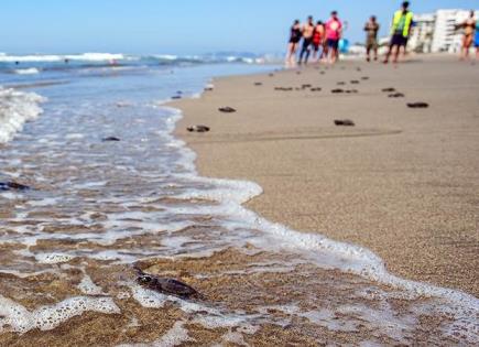 Liberan tortugas en playa de Acapulco