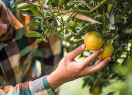 Importancia de una Alimentación Saludable con Frutas y Verduras