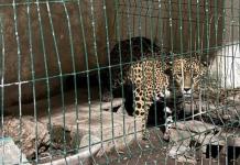 Hallan armas y leopardo en rancho de presunto involucrado en muerte de Jesús Franco