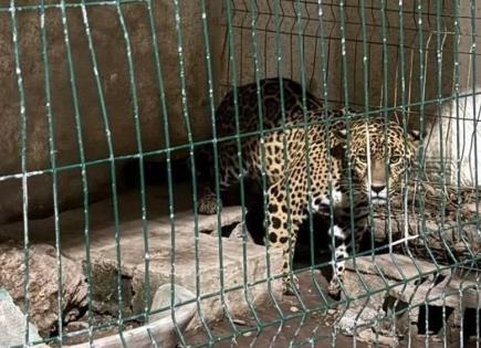 Hallan armas y leopardo en rancho de presunto involucrado en muerte de Jesús Franco: Reforma