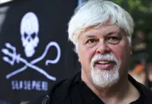 Liberación de Paul Watson en Dinamarca Liberación de Paul Watson en Dinamarca