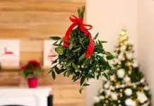 Plantas navideñas peligrosas para tus mascotas: lo que debes saber