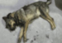 Pirotecnia cobra otra víctima: perrita muere atropellada en Navidad