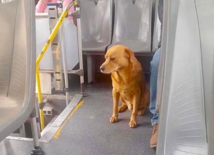 Buscan a Roky; subió a un camión y no regresó Buscan a Roky; subió a un camión y no regresó