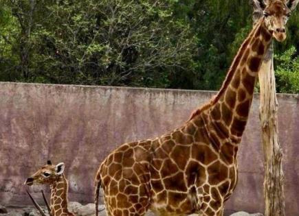 Misteriosa Muerte en el Zoológico de Culiacán