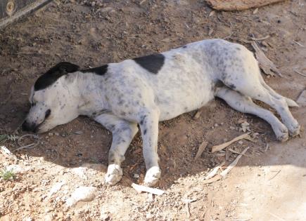 Indagan hasta 4 denuncias por maltrato animal en Pozos