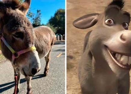 Adiós a Perry, el burro que dio vida a Burro en la película Shrek