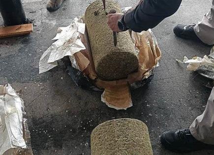 Aseguran 572 kilos de marihuana en Veracruz