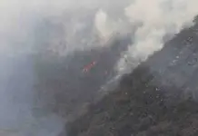 Da&ntilde;&oacute; fuego 3000% m&aacute;s  superficie forestal en 2024
