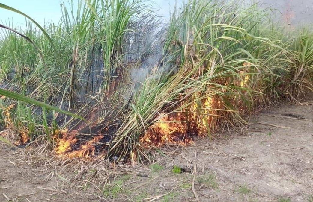 La sequ&iacute;a de este a&ntilde;o afect&oacute; miles de hect&aacute;reas