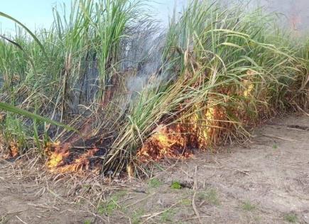 Inicia la quema de ca&ntilde;a en Valles para arranque de la zafra 2025