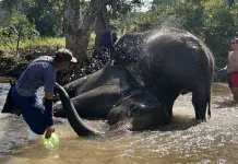 Riesgos y Beneficios del Baño con Elefantes en Tailandia Riesgos y Beneficios del Baño con Elefantes en Tailandia