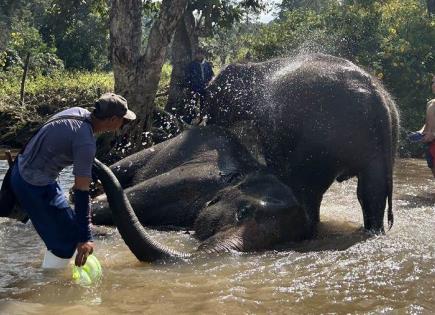 Riesgos y Beneficios del Baño con Elefantes en Tailandia