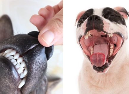 Riesgos de la Limpieza Dental con Anestesia en Perros