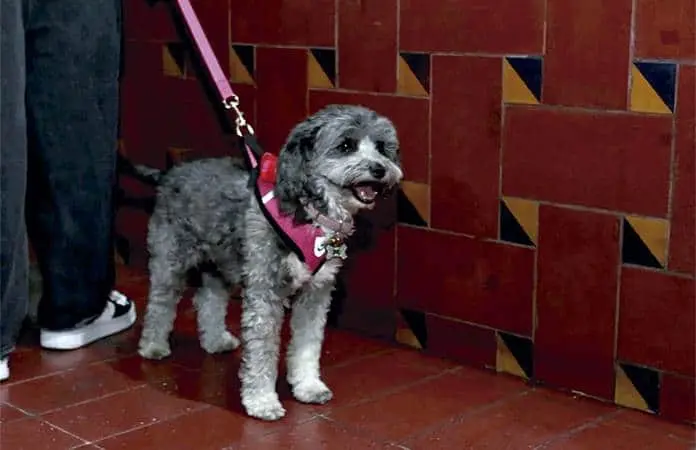 PVEM impulsa transporte público pet friendly en CDMX