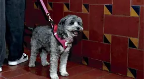 PVEM impulsa transporte p&uacute;blico pet friendly en CDMX