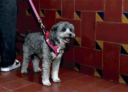 PVEM impulsa transporte p&uacute;blico pet friendly en CDMX