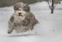 Tormenta Invernal y Fr&iacute;o Extremo en el Sur de EEUU