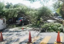 Alertan por vientos de hasta 70 km/h; retiran árboles y anuncios Alertan por vientos de hasta 70 km/h; retiran árboles y anuncios