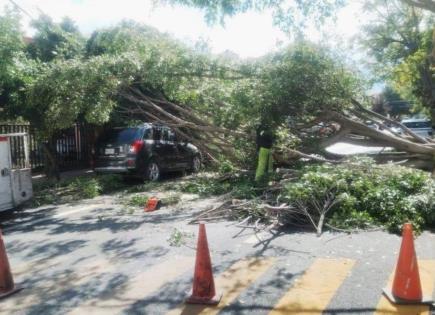 Alertan por vientos de hasta 70 km/h; retiran árboles y anuncios