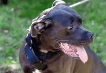 Mujer de Colorado en juicio por ataque de perros a su madre