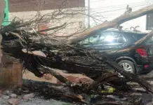 Reporta SSPC 11 &aacute;rboles ca&iacute;dos por vientos en la capital