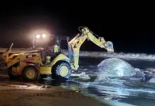 Denuncia de negligencia en muerte de ballena en Mazatlán