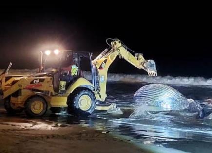 Denuncia de negligencia en muerte de ballena en Mazatlán