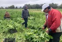 SAT establece reglas para est&iacute;mulos fiscales en 2025 para el campo y autotransporte