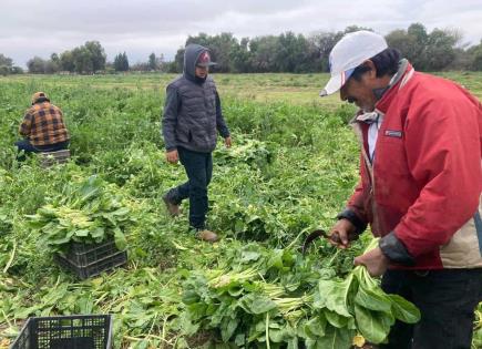 El frío no detiene trabajo de campo en Soledad