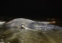 Hallan ballena de 8 metros muerta en playa de Mazatlán Hallan ballena de 8 metros muerta en playa de Mazatlán