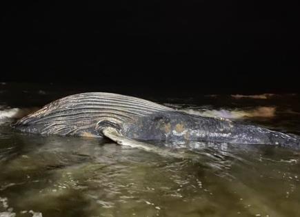 Hallan ballena de 8 metros muerta en playa de Mazatlán