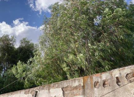 Piden atender enorme árbol en predio de San Sebastián