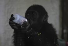 Joven gorila rescatado de bodega de avi&oacute;n se recupera en zool&oacute;gico de Estambul
